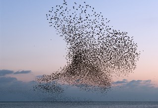 Photograph of starlings murmurating over West Pier, 麻豆果冻传媒, by artist Christopher Stevens